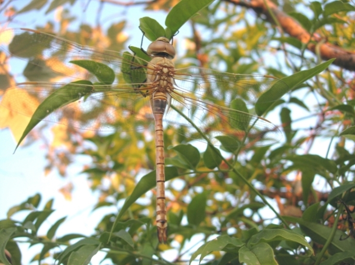 altra aeshna... no, Anax ephippiger